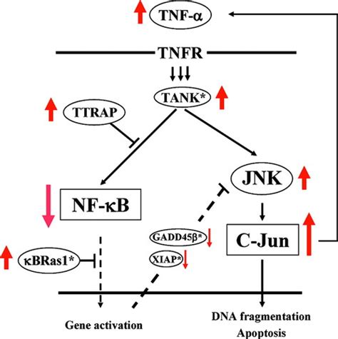 FOXO3a Turns The Tumor Necrosis Factor Receptor Signaling Towards