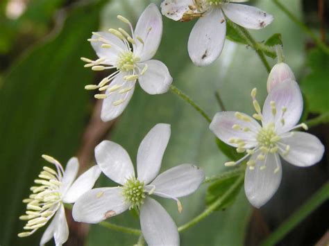 Flowers Of The Himalayas