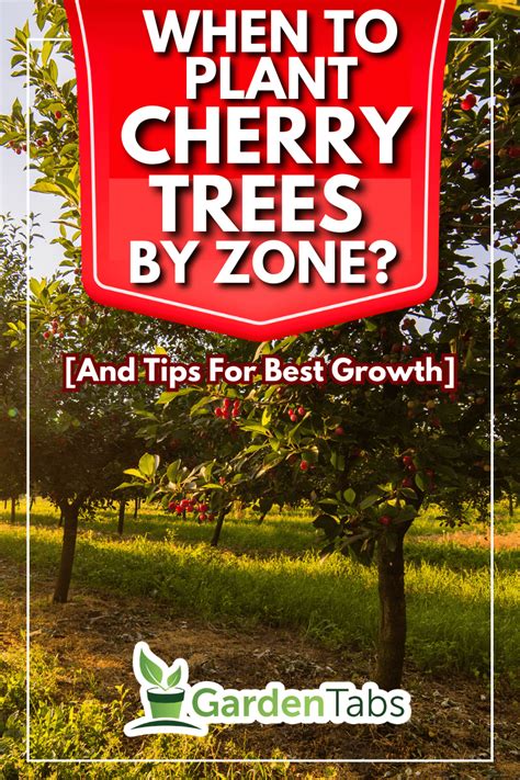 When To Plant Cherry Trees By Zone And Tips For Best Growth