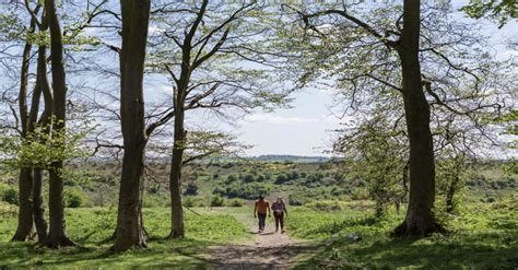 South Downs National Park Planting 23000 Trees To Restore Disease Hit