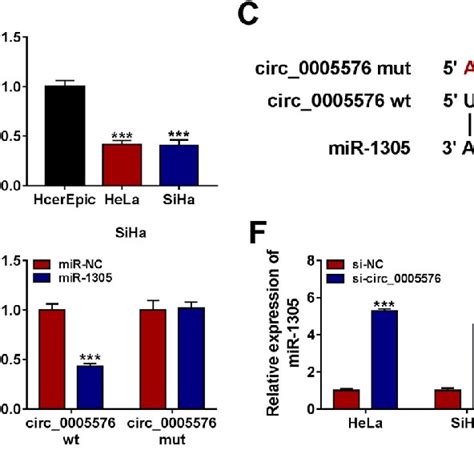 Circ 0005576 Directly Interacted With MiR 1305 In CC Cells A The