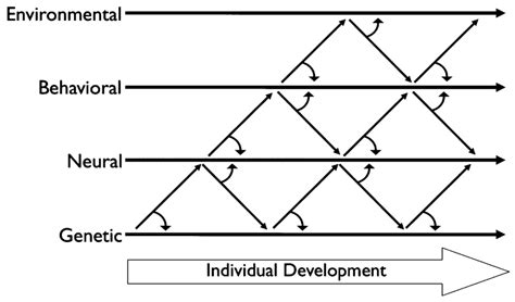 Gottlieb S Multilevel Transactional Model Development Is Viewed As An