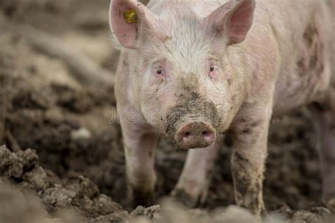 Porcos Que Comem Em Uma Exploração Agrícola Orgânica Da Carne Foto de