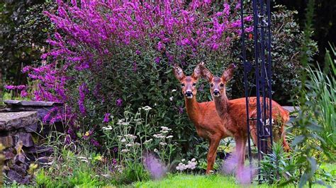 18 Beautiful Deer Resistant Shrubs