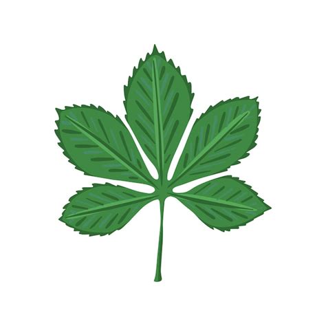 Premium Vector Chestnut Green Leaf Hand Drawn Illustration