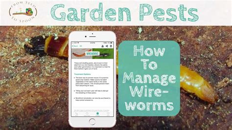 How to: Manage Wireworms in Your Garden – From Seed to Spoon Vegetable Garden Planner Mobile App