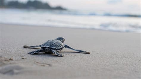 Le Spiagge Italiane In Cui Ammirare La Schiusa Delle Uova Di Tartarughe