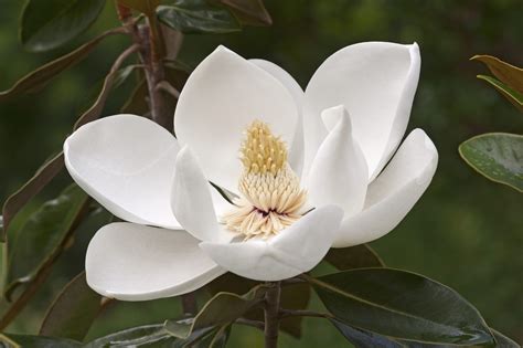 Southern Magnolia Tree In Bloom