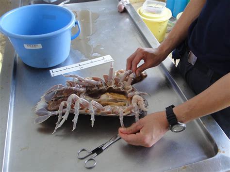 Giant Isopod Cooked