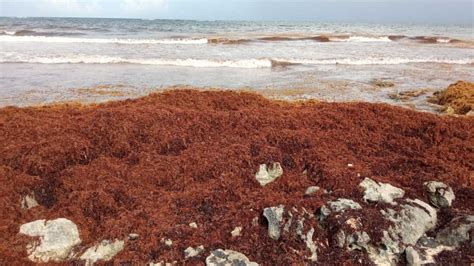 The Sargassum Information Hub: A collaborative approach to a common ...