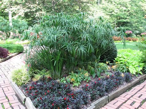 ‘King Tut’ Papyrus Adds Texture To The Summer Garden | What Grows There