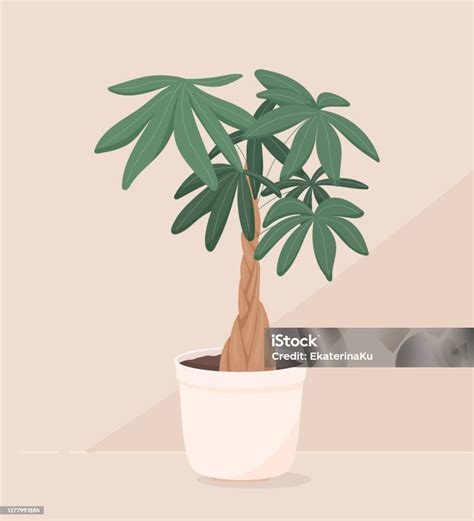 Vektor Ilustrasi Trendi Tanaman Rumahan Dalam Pot Uang Bonsai Atau