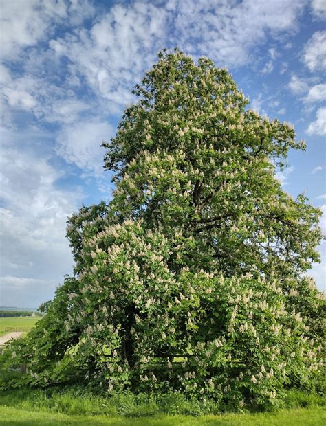 Aesculus hippocastanum - Trees and Shrubs Online