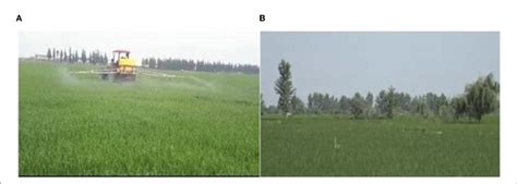 A Technology Of Pest Management In Wheat And Barley Fields In