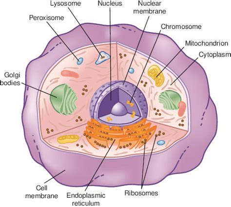 cell | Taber's Medical Dictionary