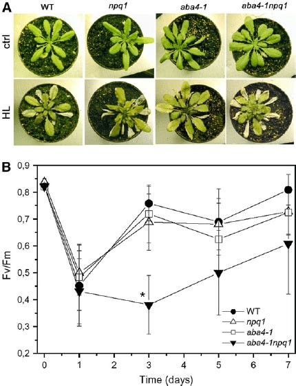 Effect Of High Light And Low Temperature On Wild Type And Mutant Plants