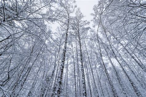 Snow On The Birch Trees In The Forest Stock Image Image Of Freeze