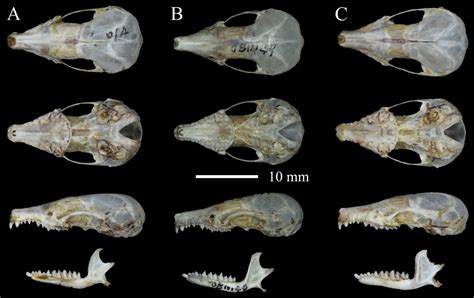 ﻿A new species of shrew moles, genus Uropsilus Milne-Edwards, 1871 (Mammalia, Eulipotyphla ...