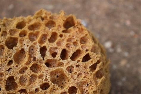 14 Amazing Facts About Freshwater Sponge That You Must Know