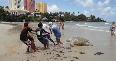 G1 Tartaruga verde é achada morta em praia do litoral Sul do RN