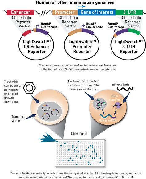 Functional Genomics