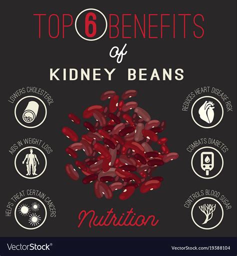 Kidney Beans Benefits Royalty Free Vector Image