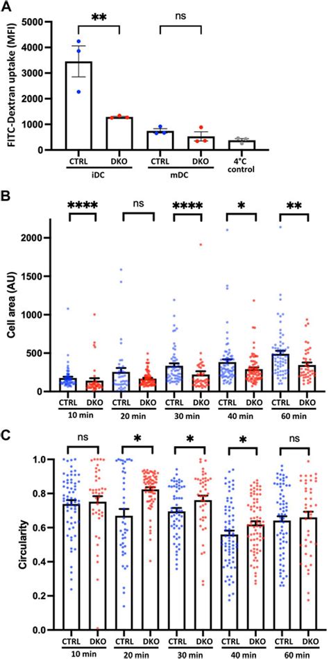 Frontiers Ena Vasp Proteins At The Crossroads Of Actin Nucleation