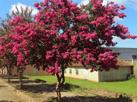 Rvores Para Cal Adas Melhores Dicas De Plantio E Paisagismo