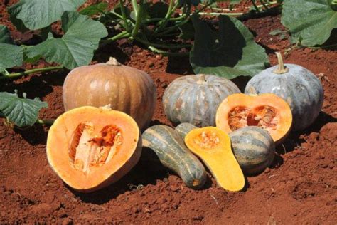 Tudo O Que Voc Precisa Saber Para Plantar Ab Bora