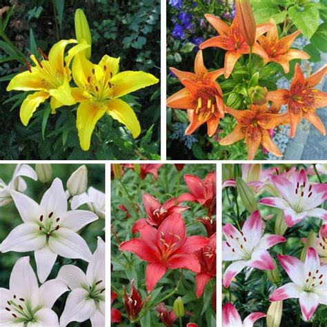 How To Grow And Care For Asiatic Lilies