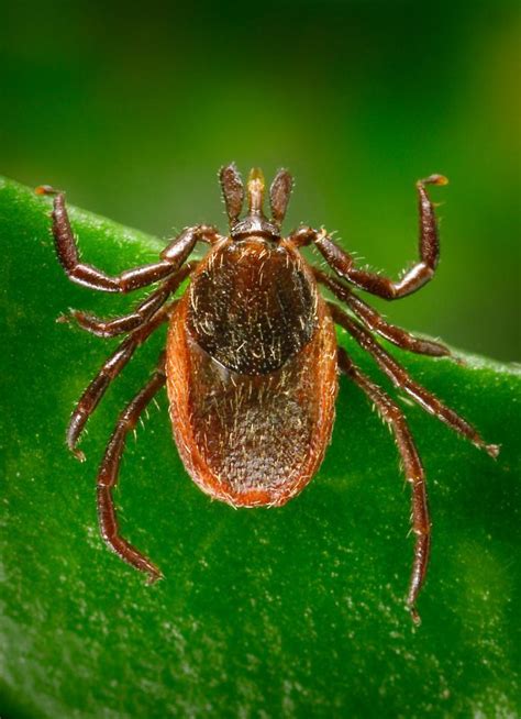 Documented Us Lyme Disease Infections Soared In 2022 After Updated Case Definition Cidrap