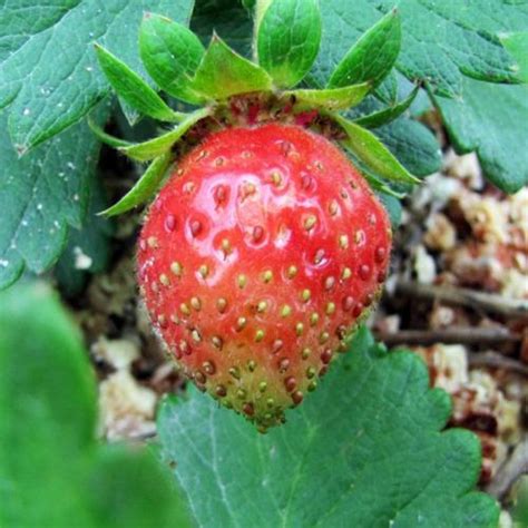 Strawberry Fragaria X Ananassa Loran In The Strawberries Database