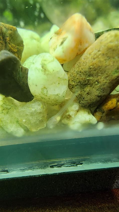 Ive Never Had Corys Have Eggs Before About 100 Hatched A Few Days Ago