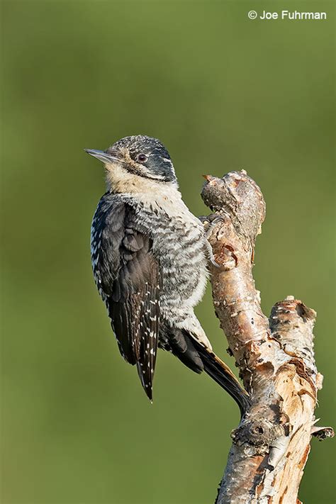 American Three Toed Woodpecker Joe Fuhrman Photography