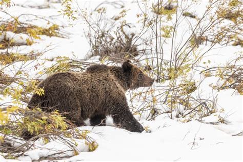 Grizzly Bear in Snow stock image. Image of autumn, grizzly - 120184793