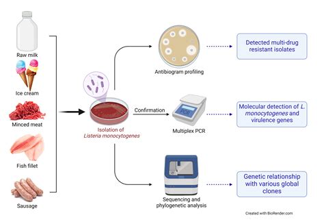 Listeria | ConradFeidhlim