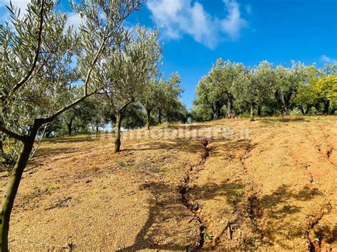 Terreno Agricolo Contrada Marrano Lamezia Terme Rif 99318026