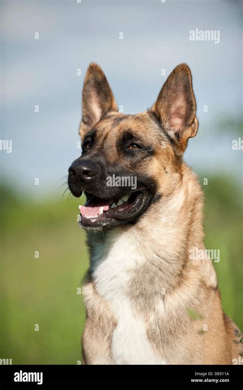 Portrait De Chien De Berger Belge Banque De Photographies Et Dimages