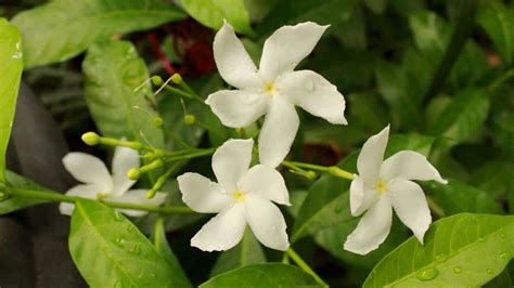 How to Grow and Care for Star Jasmine (Complete Guide)