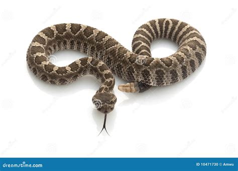 Northern Pacific Rattlesnake Stock Photo - Image of poisonous, crawling: 10471730