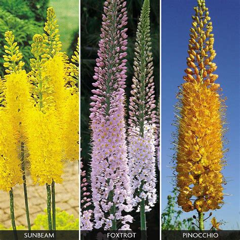 Foxtail Lily Collection - Van Meuwen