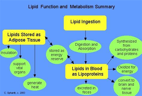 Lipids In The Human Body