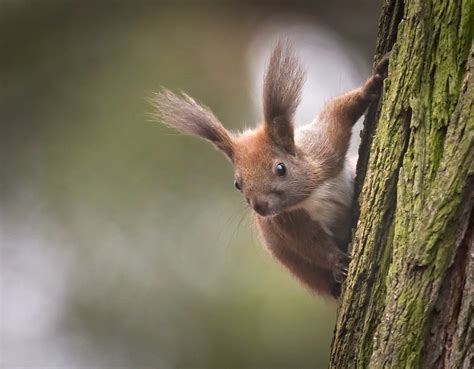 Big Ears Red Squirrel Sciurus Vulgaris Peeking From Behi Flickr