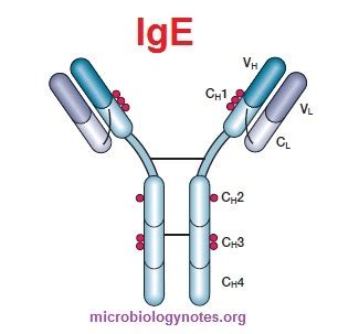 Antibody or Immunoglobulin - Microbiology Notes