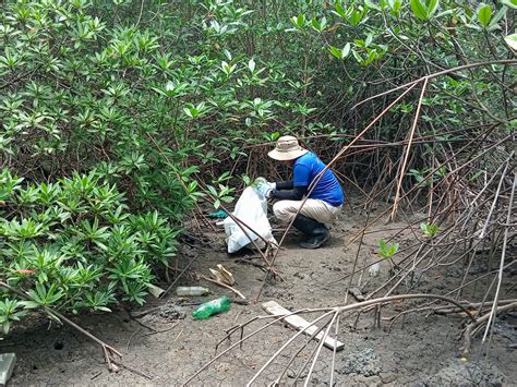 Jornada de limpieza y restauración en los manglares la Bahía de Chame