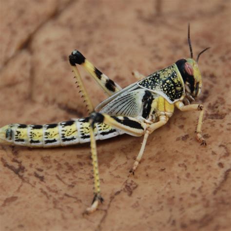 Locusts Archives - Blades Biological Ltd - Kent