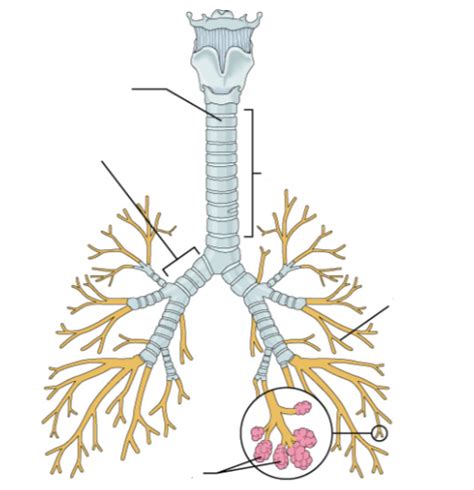 Lower Respiratory Tract Diagram Quizlet