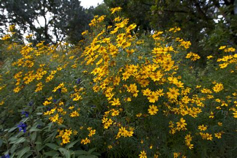 Mexican Marigold | ClipPix ETC: Educational Photos for Students and ...