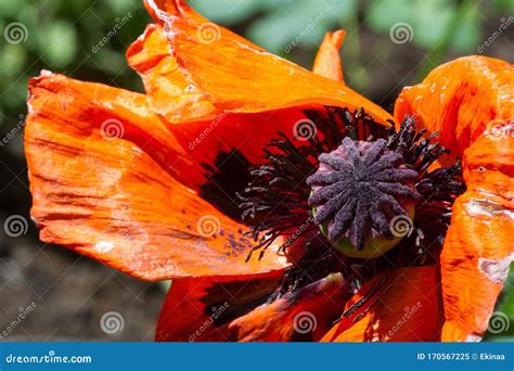 Papaver Has Medicinal Properties Stems Contain Latex Milk Latex In