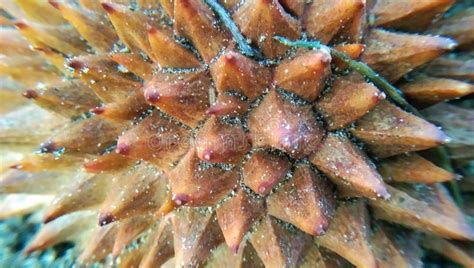 Photo Of Durian Skin Washed Up On The Beach By The Current Stock Image